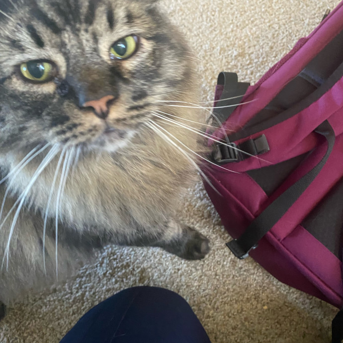 Purrr-Fect Care While You're Away