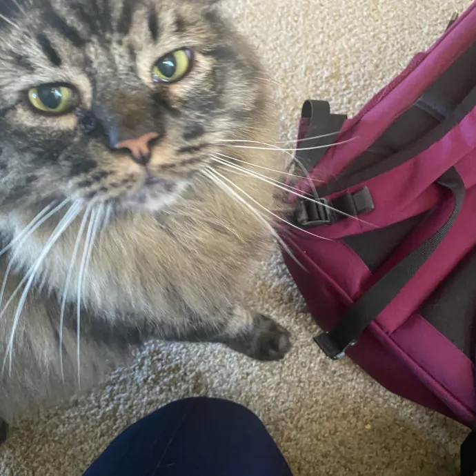 Purrr-Fect Care While You're Away