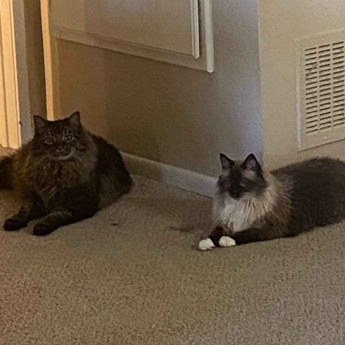 Purrr-Fect Care While You're Away