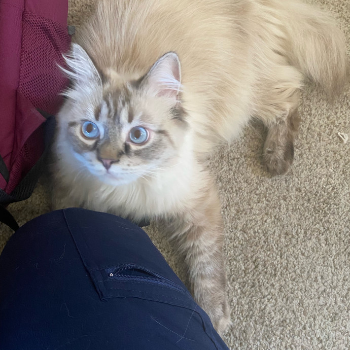 Purrr-Fect Care While You're Away