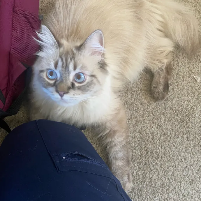 Purrr-Fect Care While You're Away