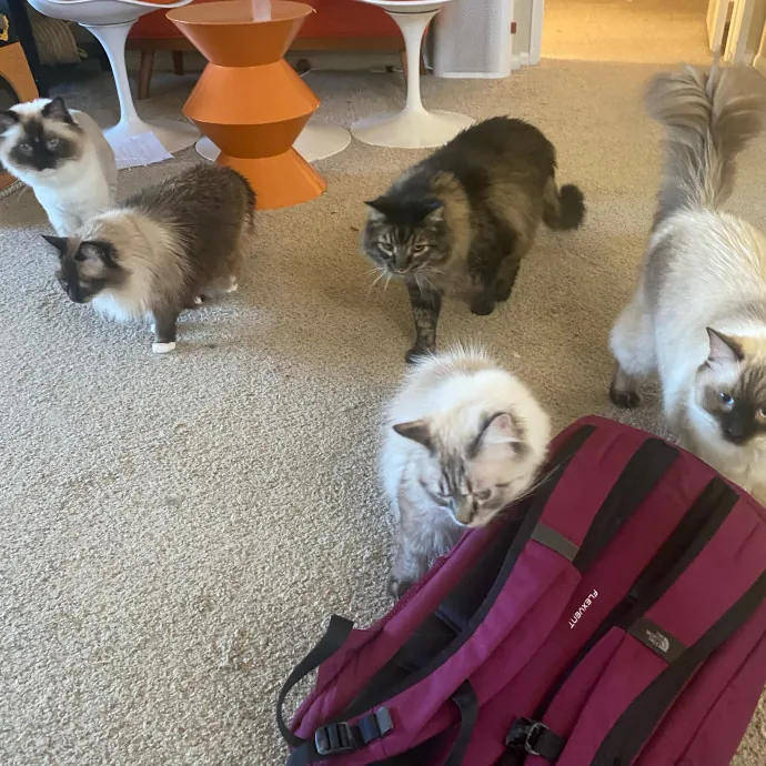 Purrr-Fect Care While You're Away