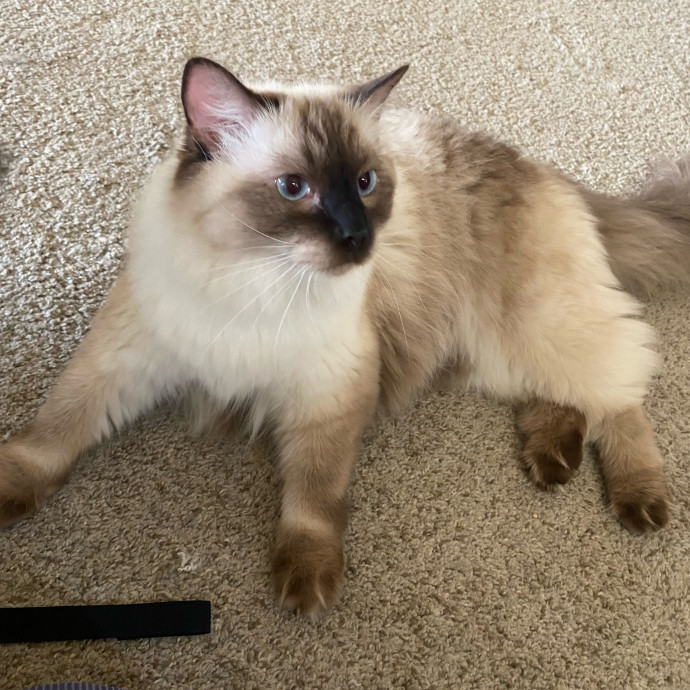 Purrr-Fect Care While You're Away