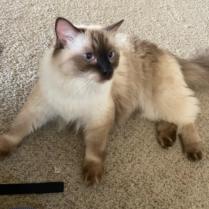 Purrr-Fect Care While You're Away