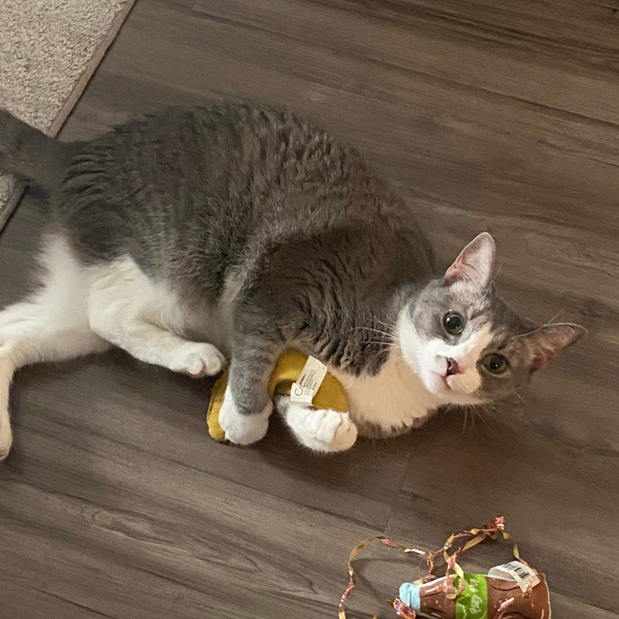 Purrr-Fect Care While You're Away