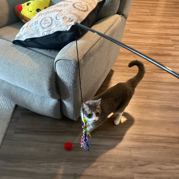 Purrr-Fect Care While You're Away photo 3