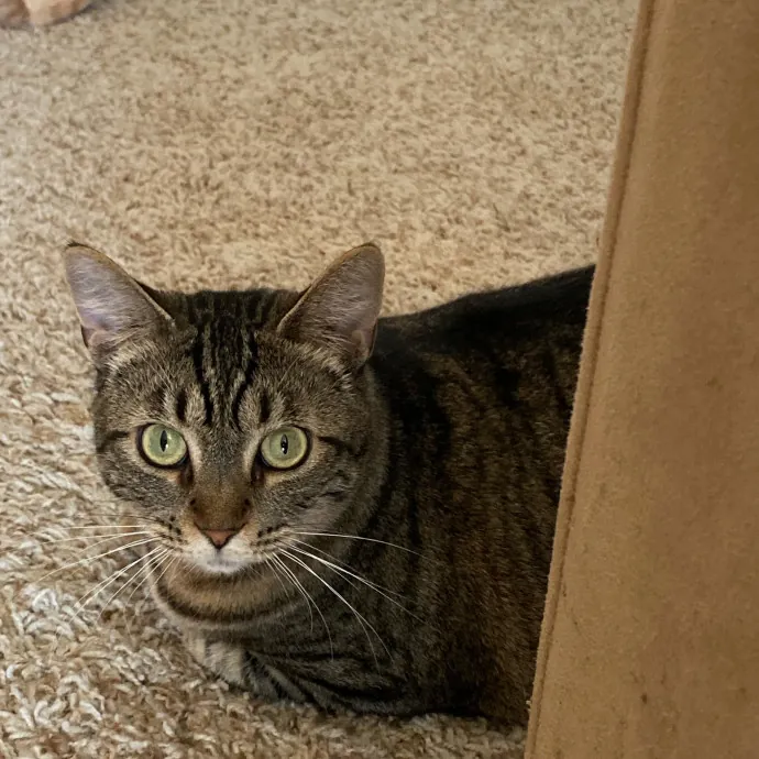 Purrr-Fect Care While You're Away photo 2