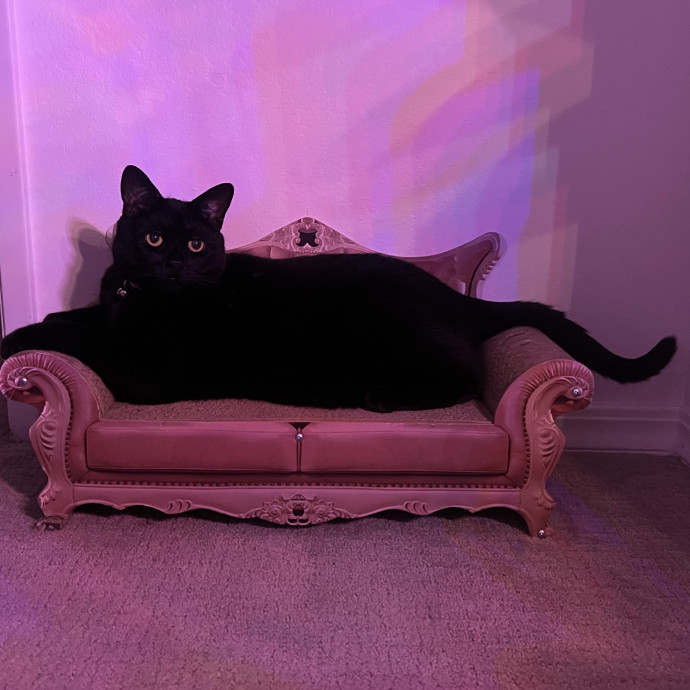 Cat Lover Available To Spoil Your Cat