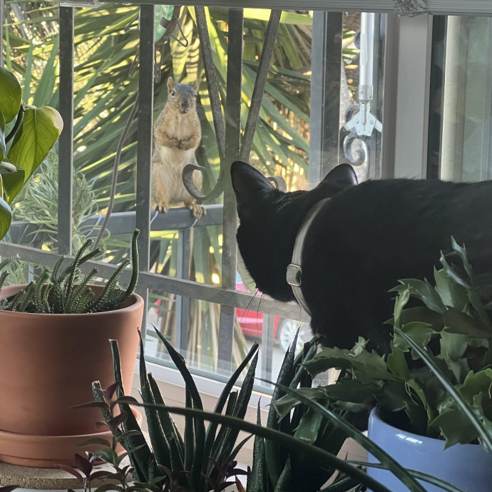 Cat Lover Available To Spoil Your Cat