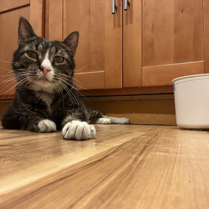 Cat Lover Available To Spoil Your Cat photo 3