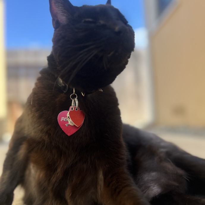 Cat Lover Available To Spoil Your Cat photo 2