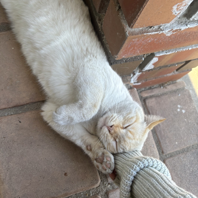 Fluffy Cats Are Heaven