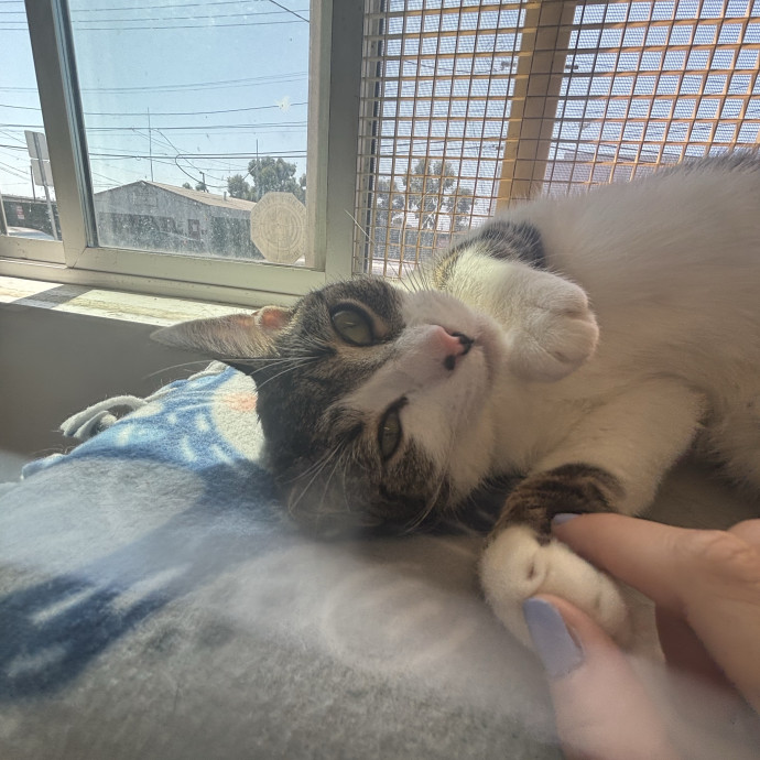 Fluffy Cats Are Heaven