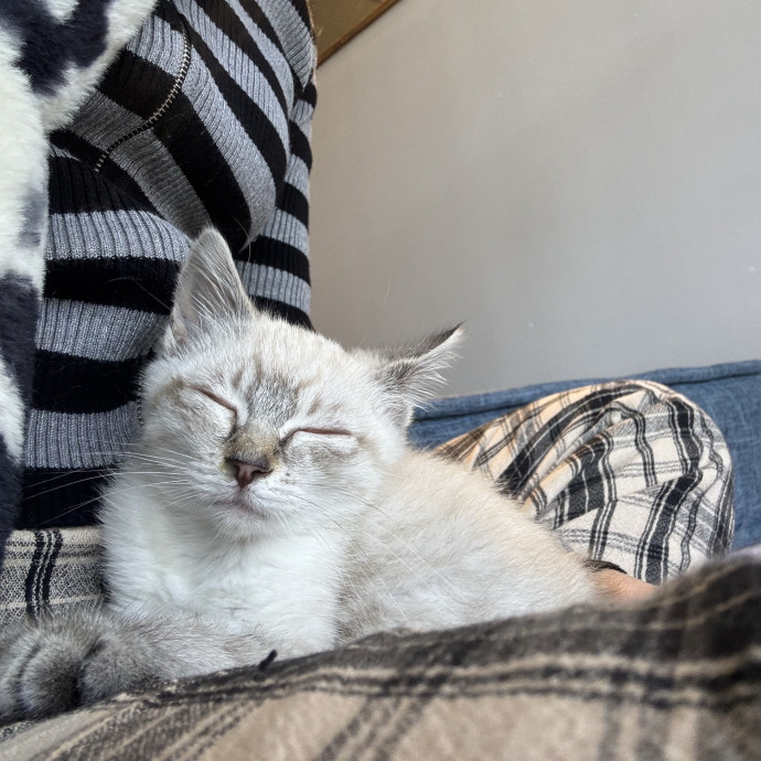 Fluffy Cats Are Heaven photo 3