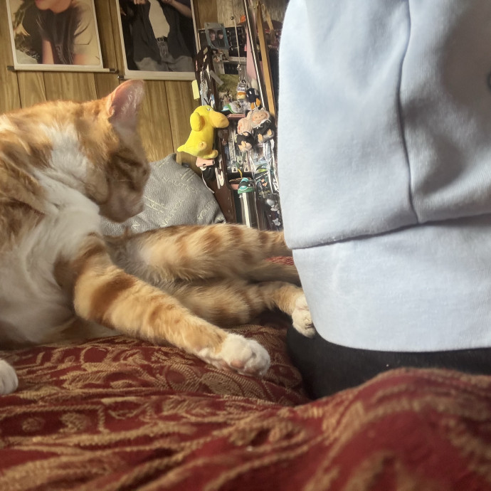 Fluffy Cats Are Heaven photo 2