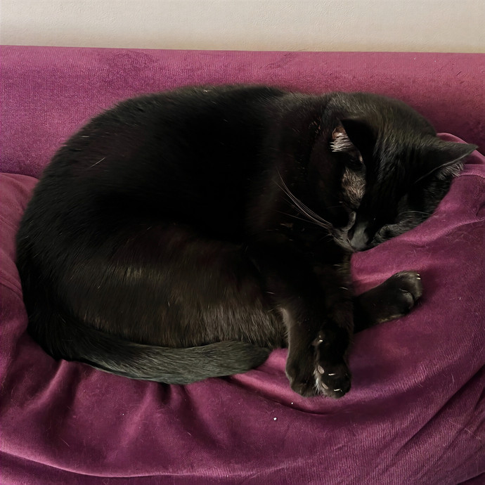 Compassionate Cat Mom For Boston And Beyond