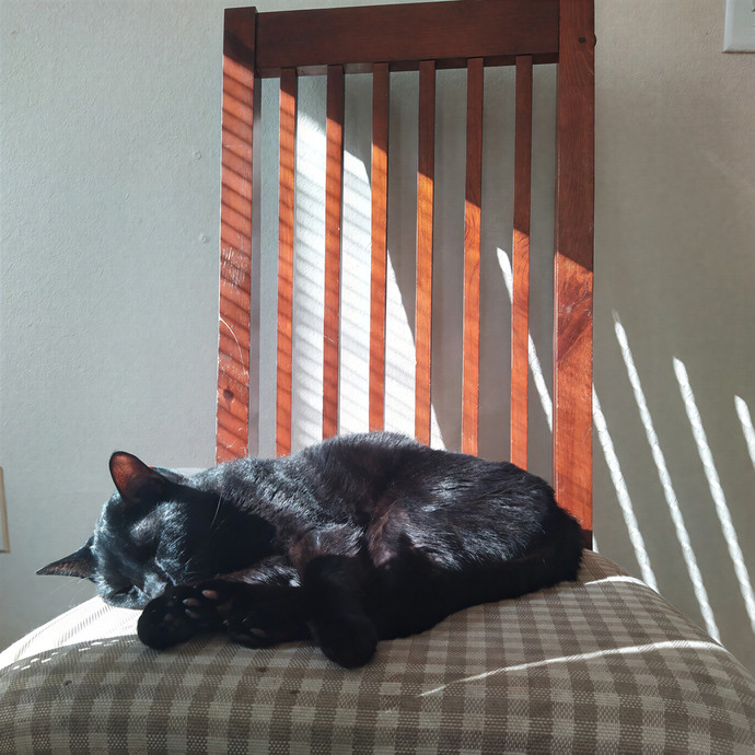 Compassionate Cat Mom For Boston And Beyond
