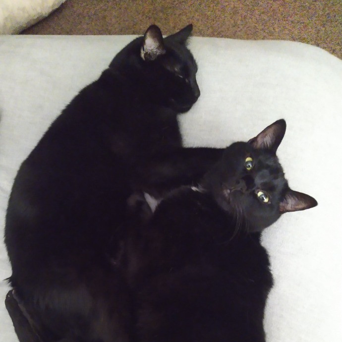 Compassionate Cat Mom For Boston And Beyond photo 2