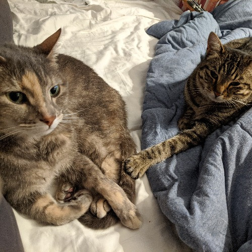 Atx Purr Pal