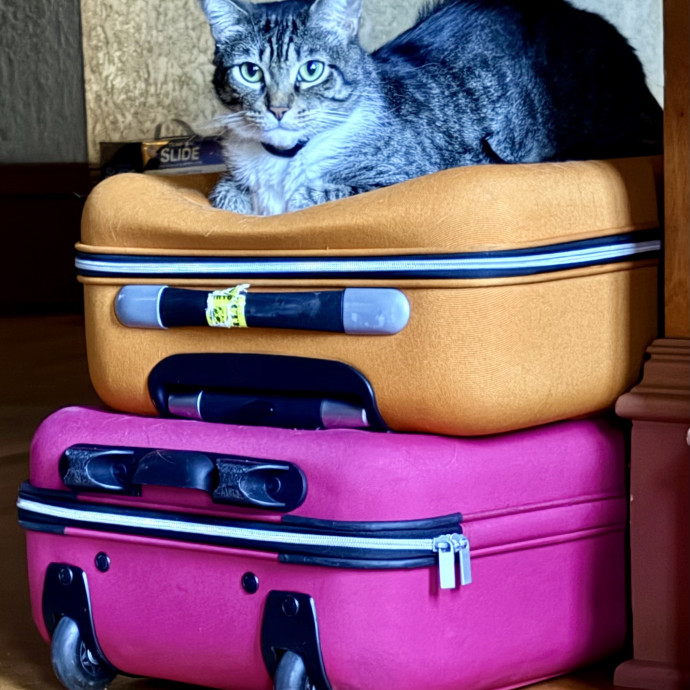 Thoughtful Care For Every Unique Cat