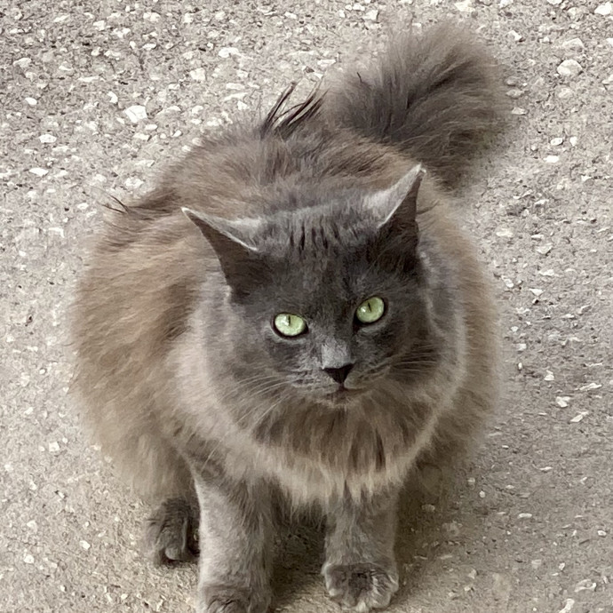 Thoughtful Care For Every Unique Cat