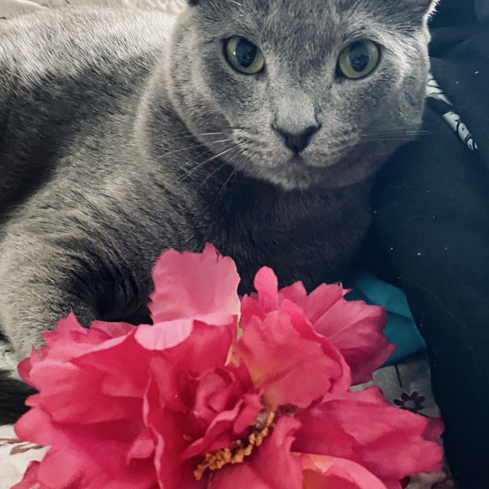 Thoughtful Care For Every Unique Cat