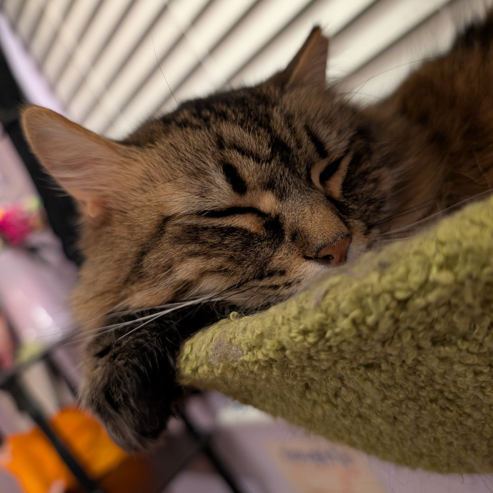 Bri's Kitty Kat Wonderland photo 2