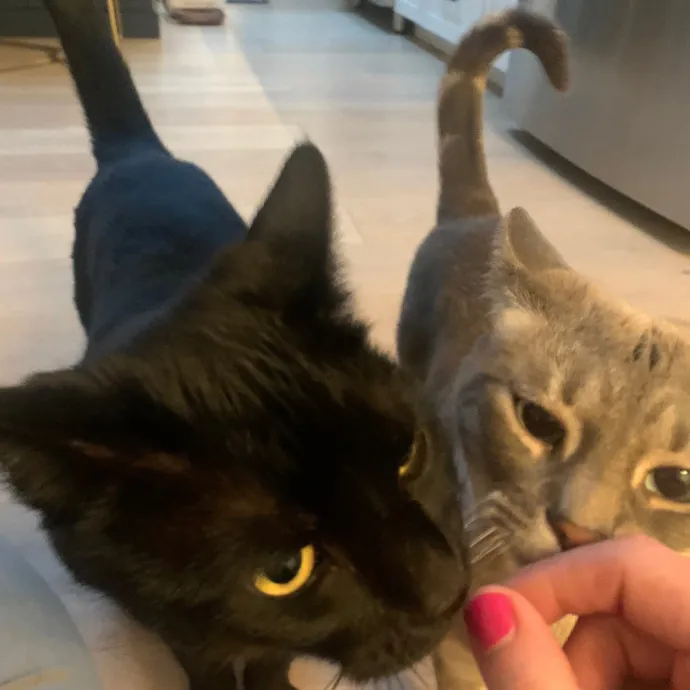 Jennifer's Purrfect Cat Sitting East Bay