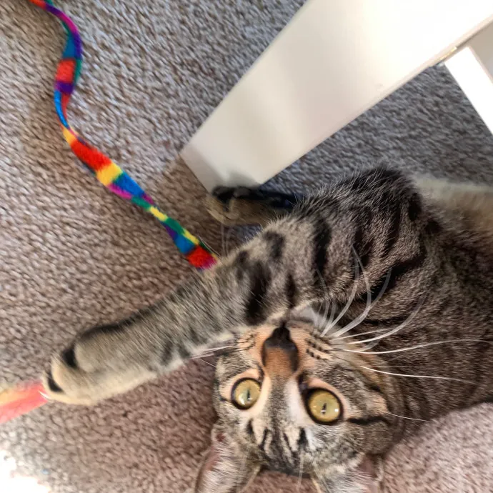 Jennifer's Purrfect Cat Sitting East Bay