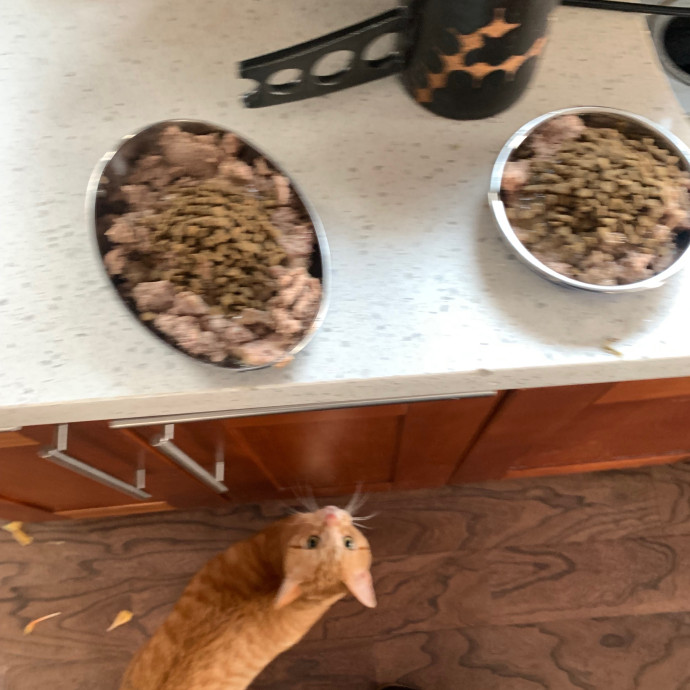 Jennifer's Purrfect Cat Sitting East Bay