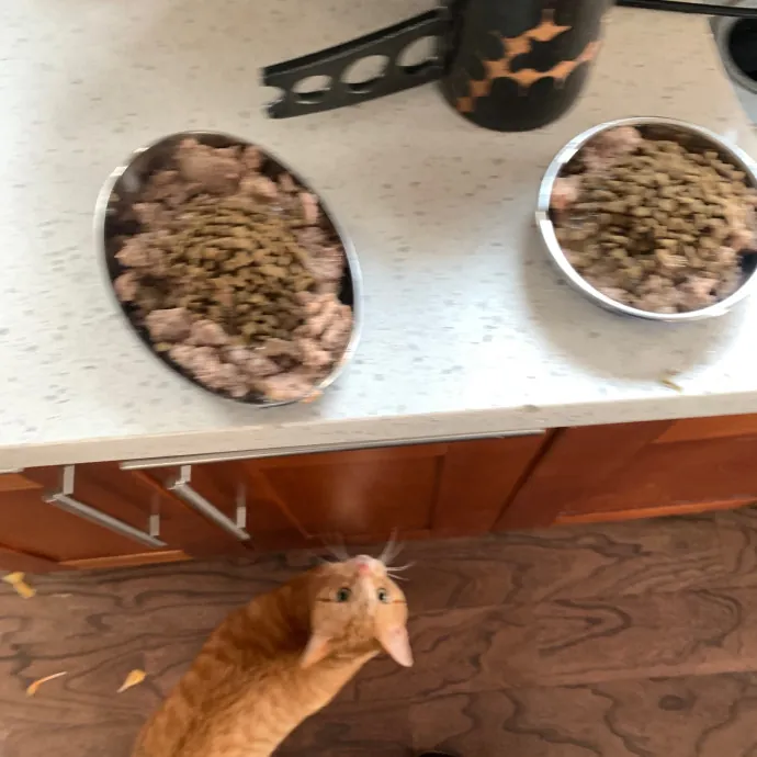 Jennifer's Purrfect Cat Sitting East Bay