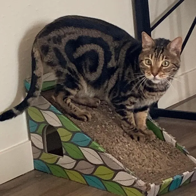 Jennifer's Purrfect Cat Sitting East Bay