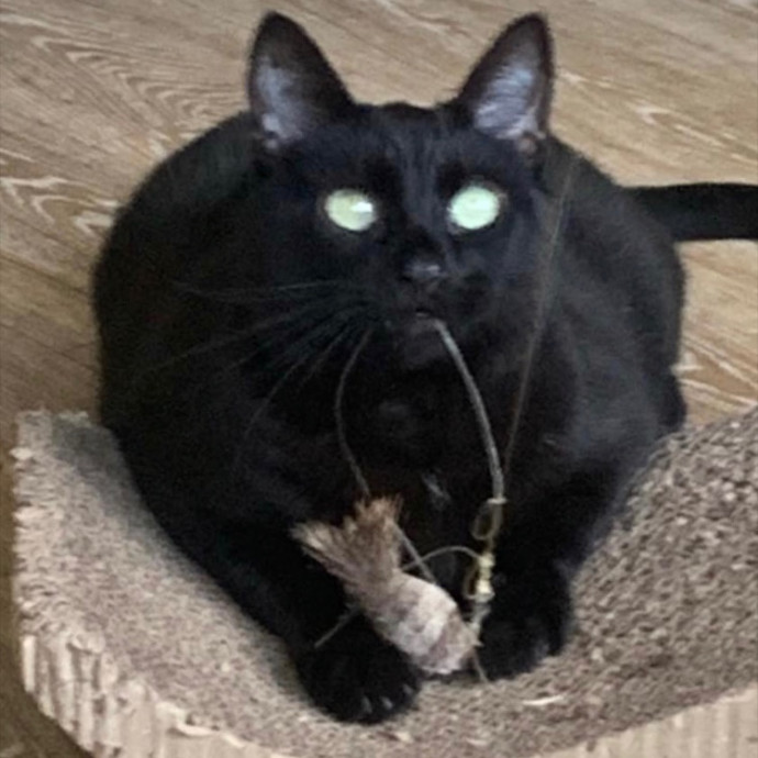 Jennifer's Purrfect Cat Sitting East Bay