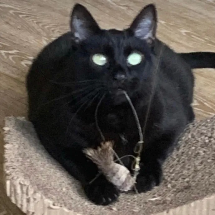 Jennifer's Purrfect Cat Sitting East Bay