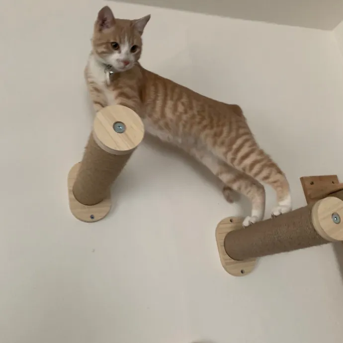 Jennifer's Purrfect Cat Sitting East Bay