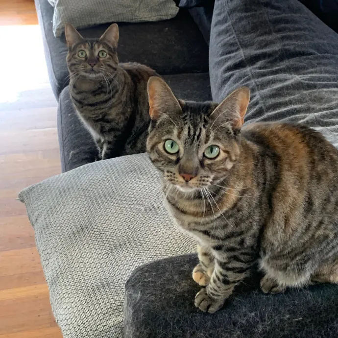 Jennifer's Purrfect Cat Sitting East Bay