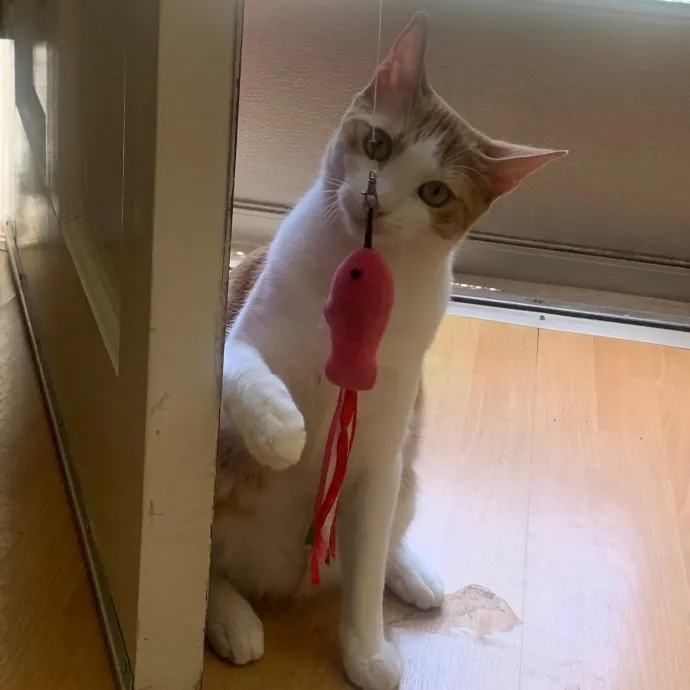 Jennifer's Purrfect Cat Sitting East Bay