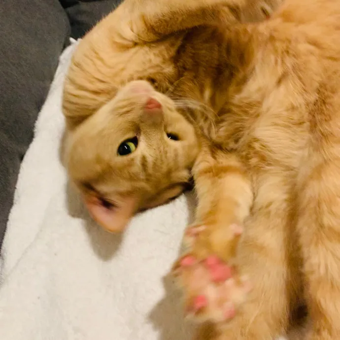 Jennifer's Purrfect Cat Sitting East Bay
