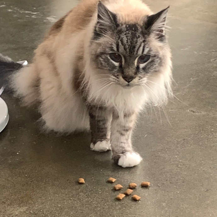 Jennifer's Purrfect Cat Sitting East Bay