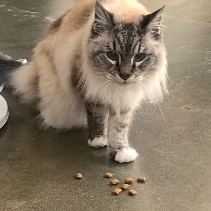Jennifer's Purrfect Cat Sitting East Bay