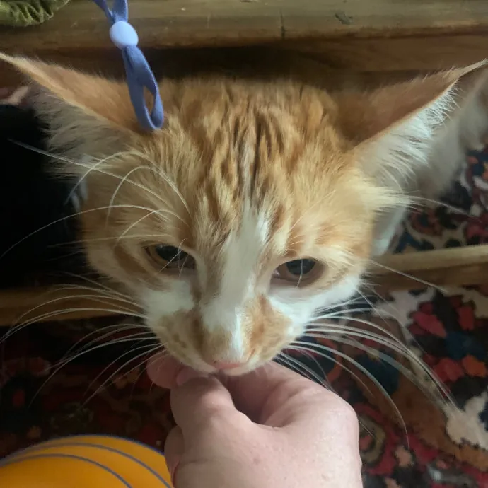 Jennifer's Purrfect Cat Sitting East Bay