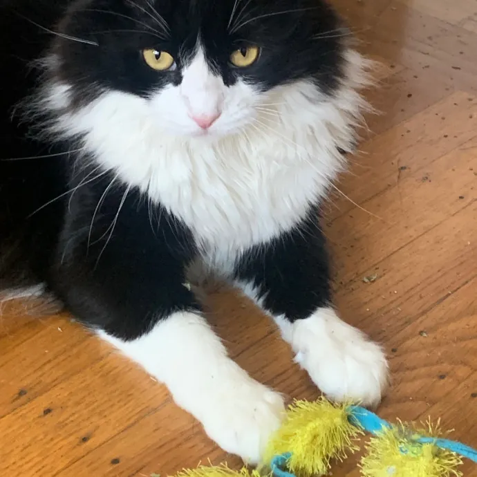 Jennifer's Purrfect Cat Sitting East Bay