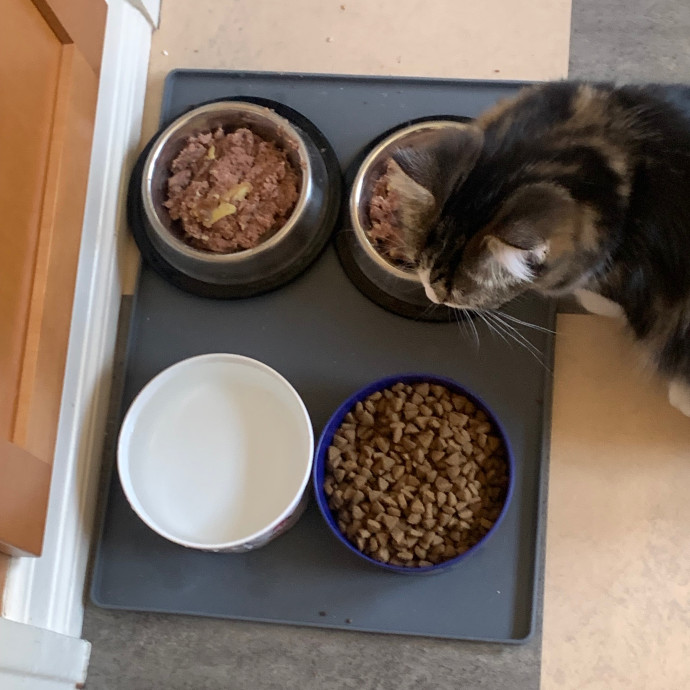 Jennifer's Purrfect Cat Sitting East Bay