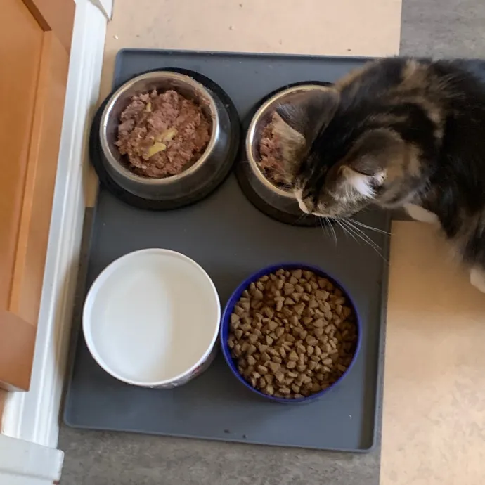 Jennifer's Purrfect Cat Sitting East Bay