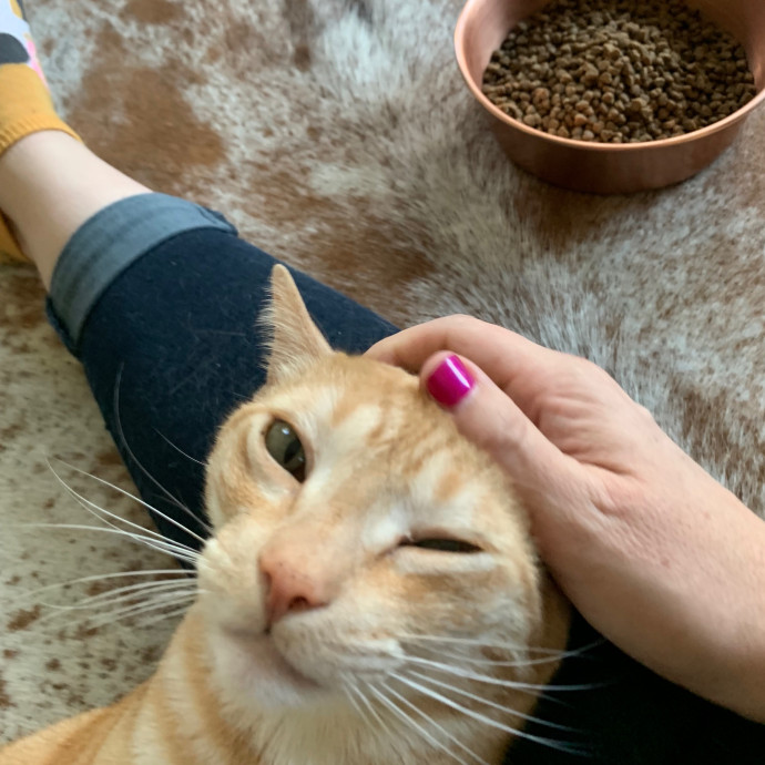 Jennifer's Purrfect Cat Sitting East Bay