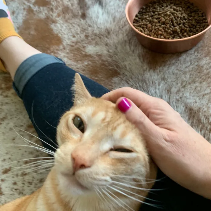 Jennifer's Purrfect Cat Sitting East Bay