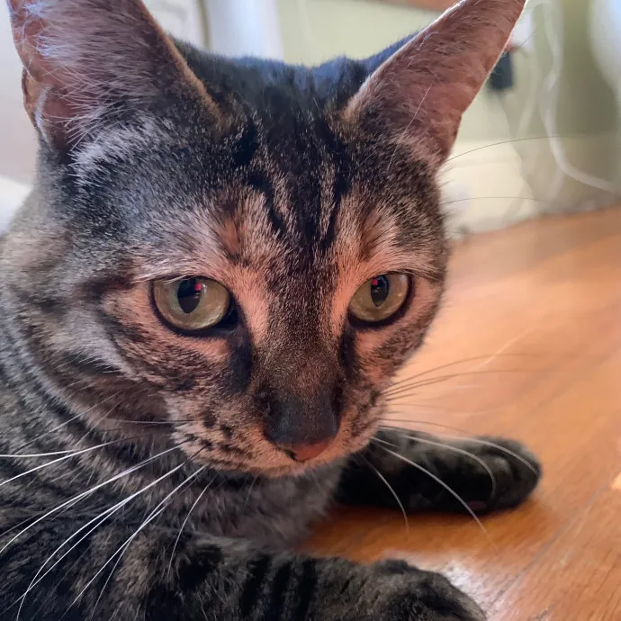 Jennifer's Purrfect Cat Sitting East Bay