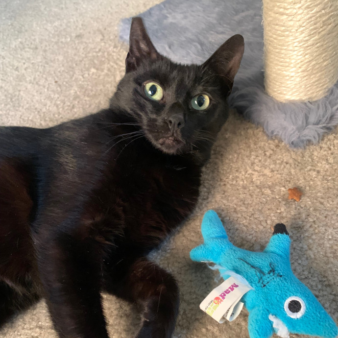 Jennifer's Purrfect Cat Sitting East Bay