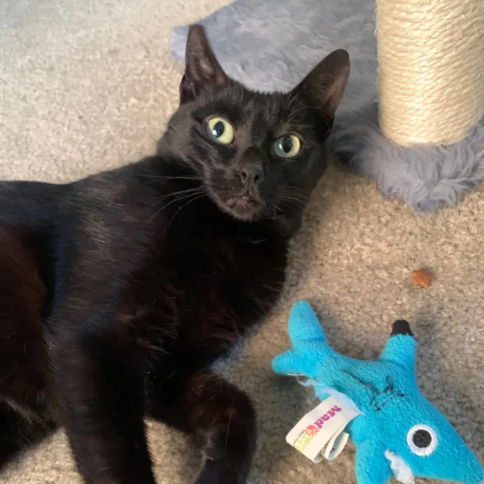 Jennifer's Purrfect Cat Sitting East Bay