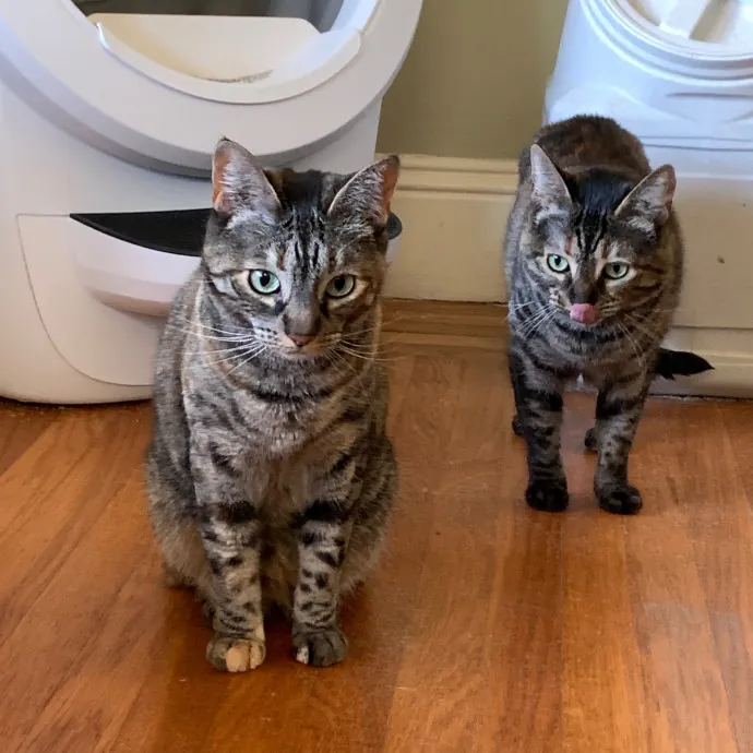 Jennifer's Purrfect Cat Sitting East Bay